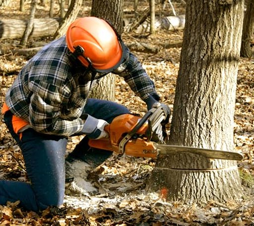 Tree Removal in Woodford, VA